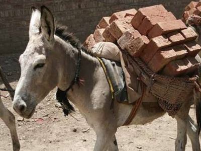 Celebra FGE ‘acuerdo reparatorio’ por maltrato animal de un&nbsp;burro