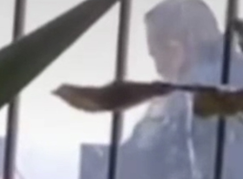 Guardia del Icatmi de Morelia arremete contra indefenso perrito discapacitado&nbsp;(Video)